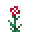 康乃馨 (Carnation)