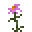 金花菊