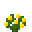 黄色天竺葵