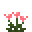 粉红山柳菊