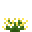 黄色龙面花