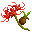 彼岸花种子 (Lycoris Radiata Seeds)