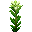 滇百合 (Wild Lilium)