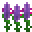 薰衣草 (Lavender)