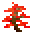 红枫树苗