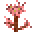 阔苞菊 (Pluchea Glutinosa)