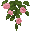 Pink Drooping Rose