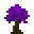 紫色天堂树苗