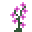 粉红羽扇豆 (Pink lupine)