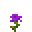 紫菀