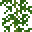 爬山虎 (Japanese Ivy)