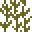 Giant Kelp, Yellow