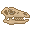 新鲜的雷利诺龙头骨 (Fresh Leaellynasaura Skull)
