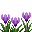紫色番红花 (Purple Crocu)