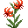 山丹丹 (Lilium Pumilum)