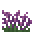 紫色沼泽草