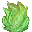 lettuce_plant