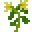 香草植物