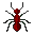 红火蚁