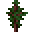 红杉树苗 (Redwood Sapling)