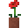 玫瑰弹 (potted rose)