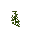 Dicroidium zuberi Leaves