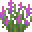 紫色羽扇豆 (Purple Lupine)